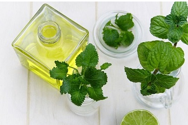 Yalpiz moyi CAS # 8006-90-4